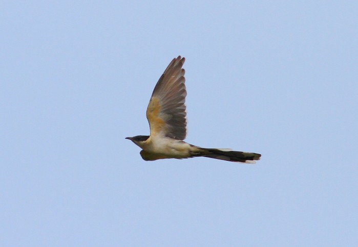 Great Spotted Cuckoo
