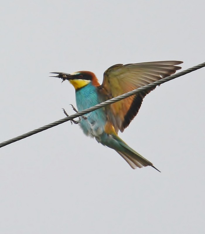 Bee-eater