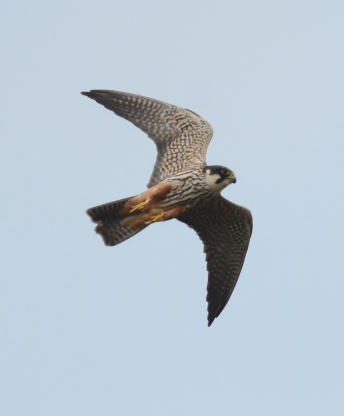 Hobby