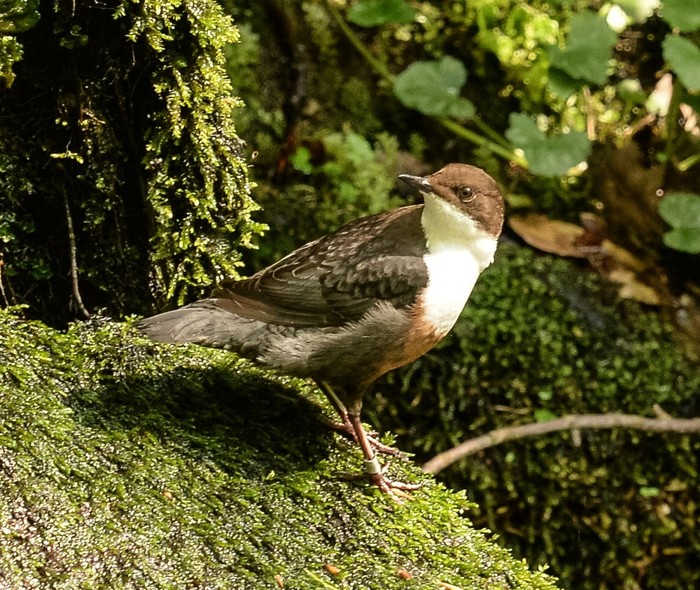 Dipper