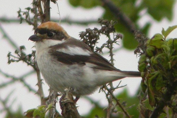 Woodchat Shrike