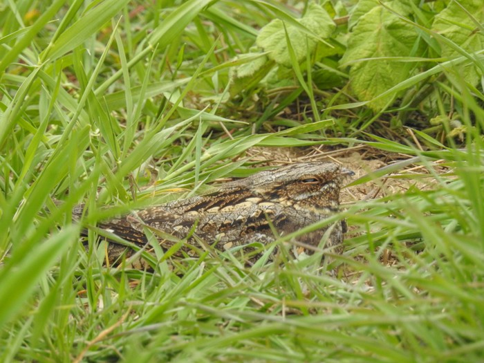 Nightjar