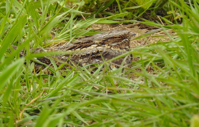 Nightjar