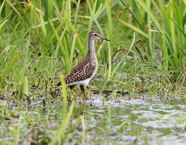 Wood Sandpiper