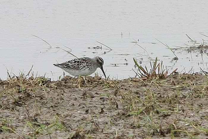 Broad-billed Sandpiper