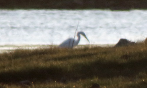 Great White Egret