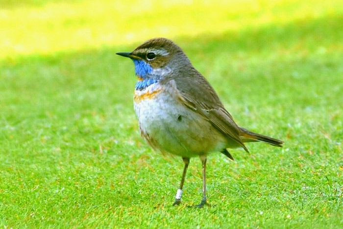 Red-spotted Bluethroat