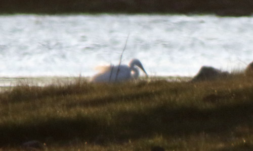 Great White Egret