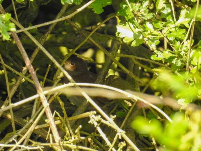 Thrush Nightingale