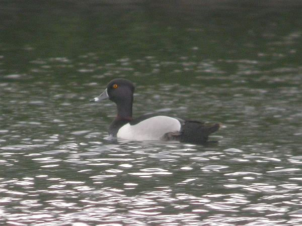 Ring-necked Duck