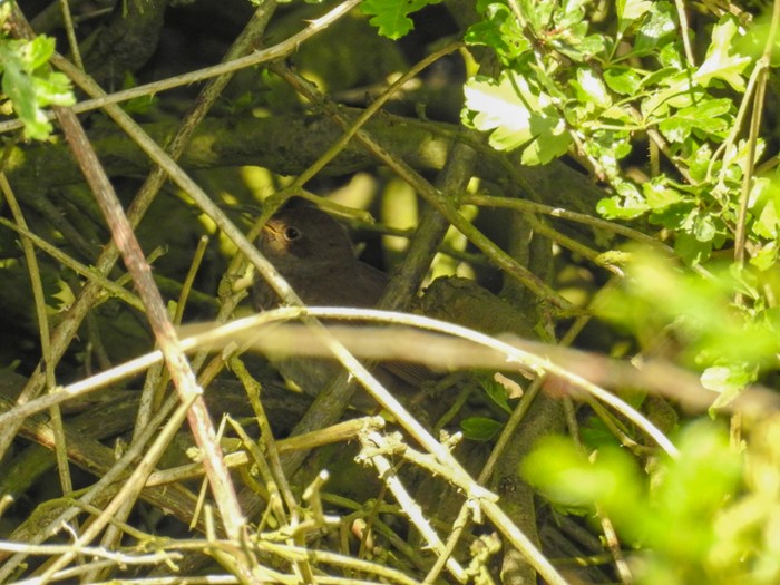 Thrush Nightingale