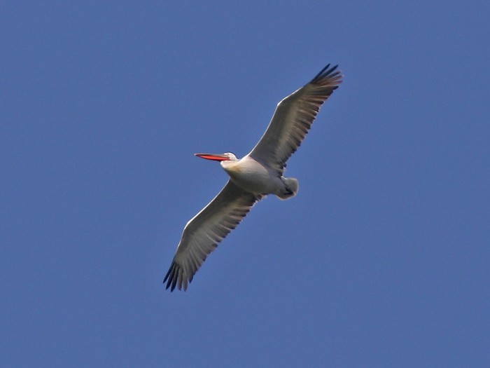 Dalmatian Pelican
