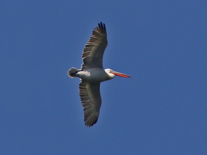 Dalmatian Pelican