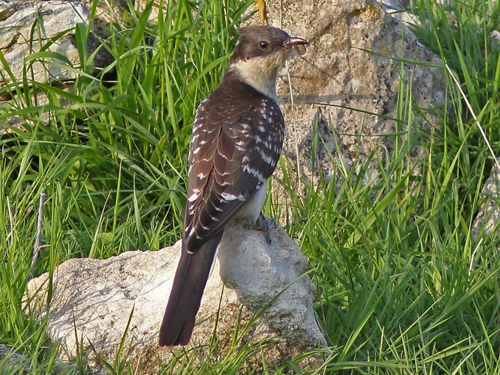 Great Spotted Cuckoo