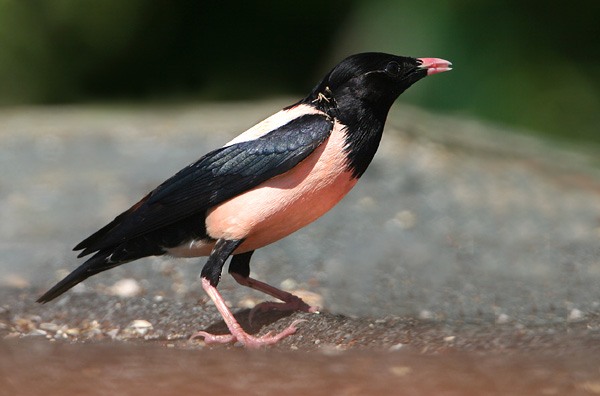 Rose-coloured Starling