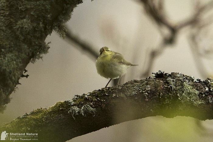 Green Warbler