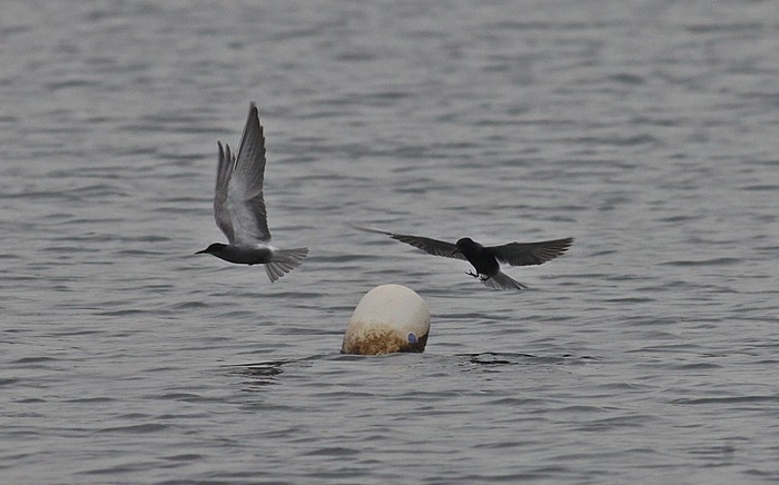 Black Tern