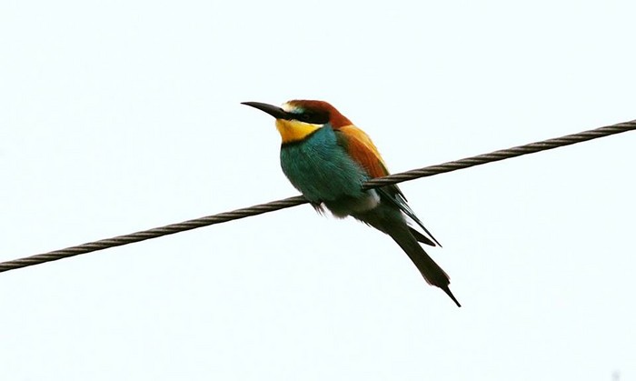 Bee-eater
