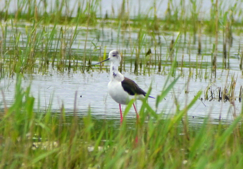Black-winged Stilt