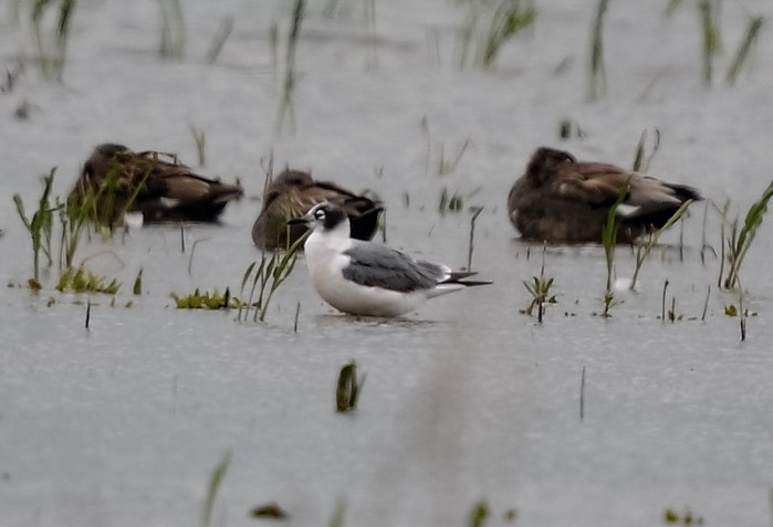 Franklin's Gull