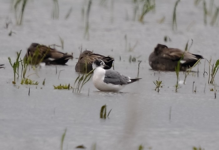 Franklin's Gull