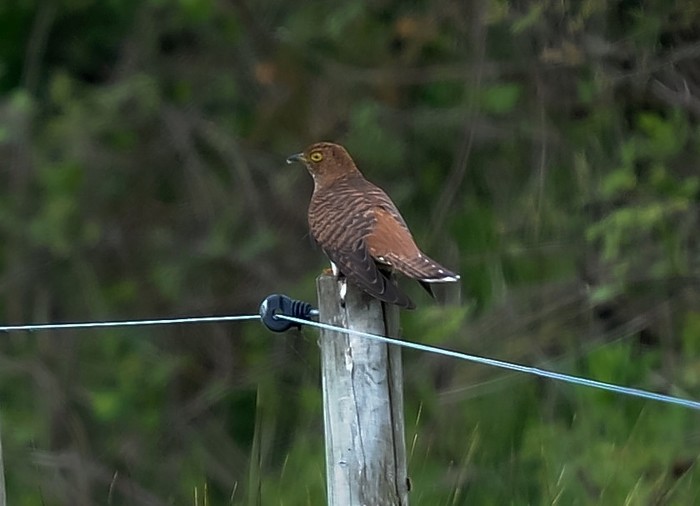 Cuckoo