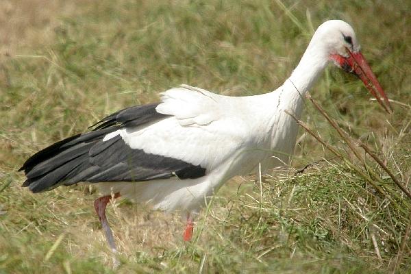 White Stork