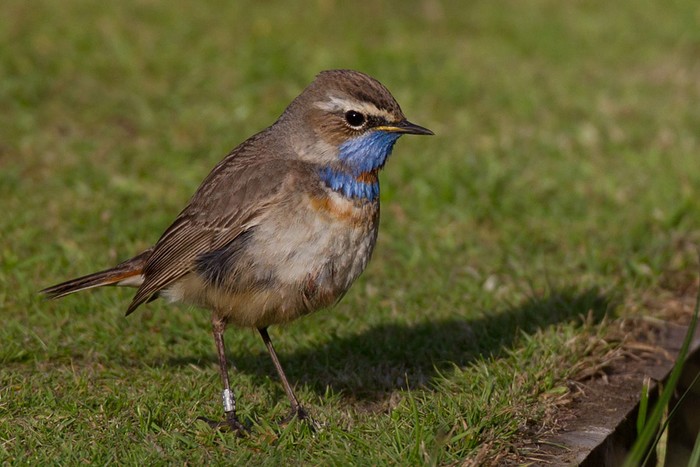 Red-spotted Bluethroat