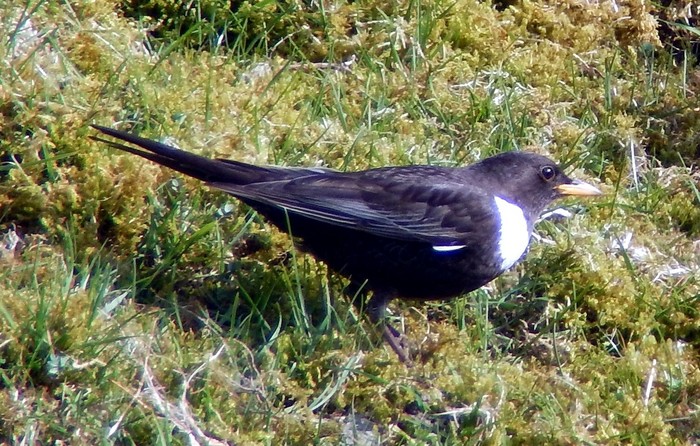 Ring Ouzel