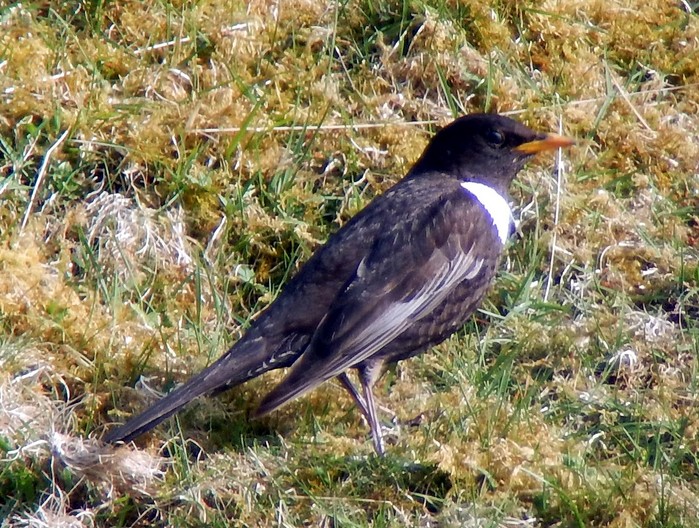 Ring Ouzel