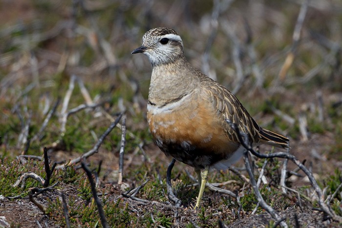 Dotterel