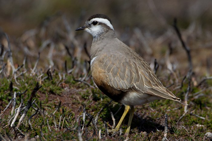 Dotterel