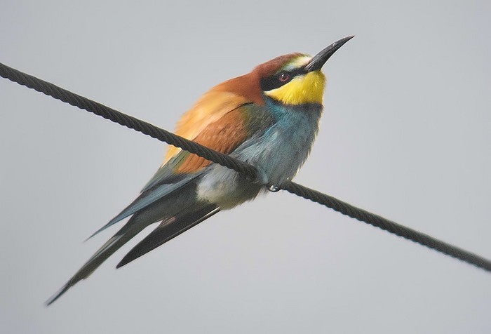 Bee-eater