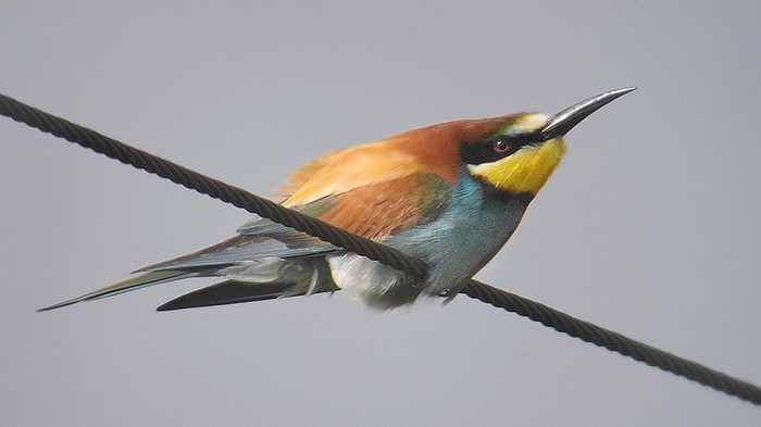 Bee-eater