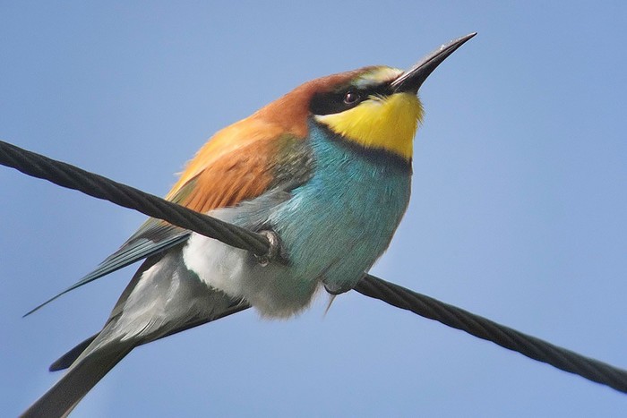 Bee-eater