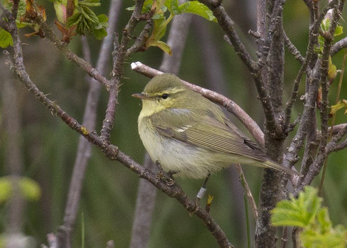 Green Warbler