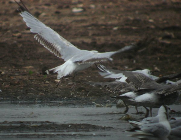 Ring-billed Gull