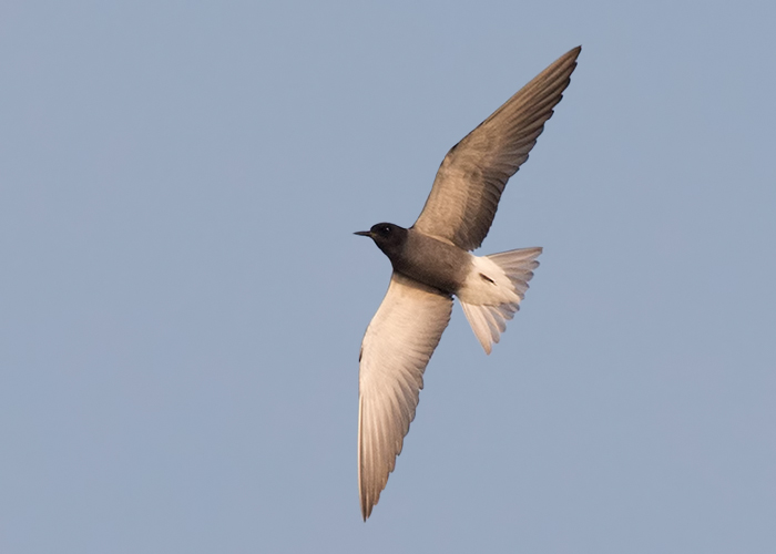 Black Tern