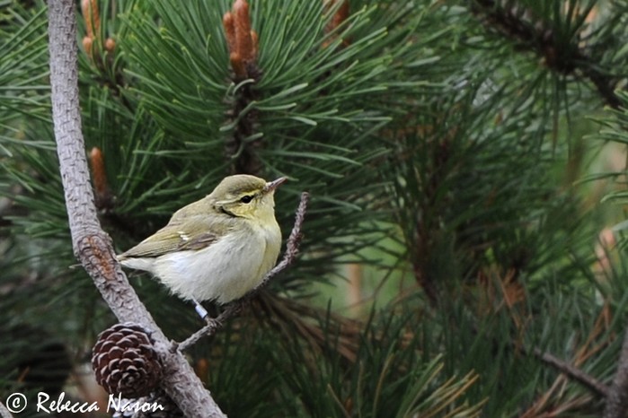Green Warbler