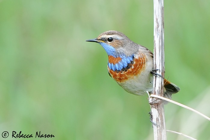 Bluethroat