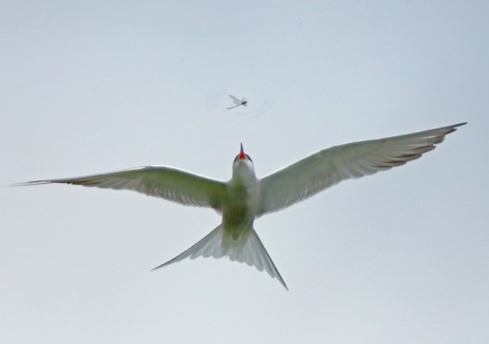 Common Tern