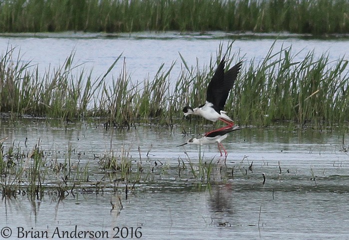 Black-winged Stilt