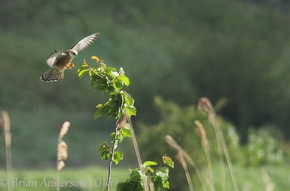 Red-footed Falcon