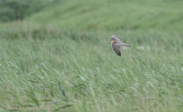 Red-footed Falcon