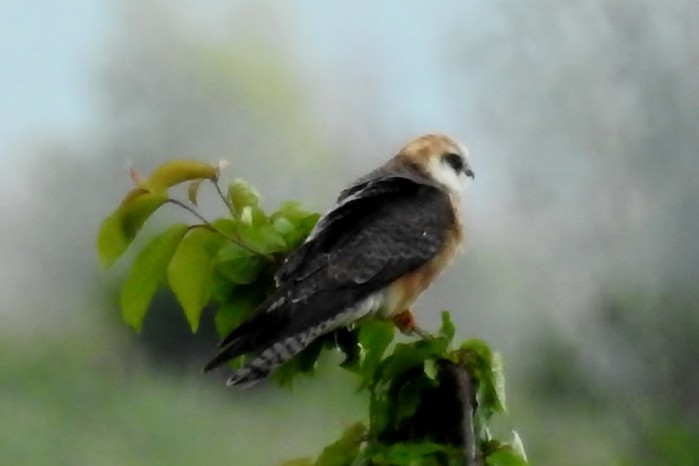 Red-footed Falcon