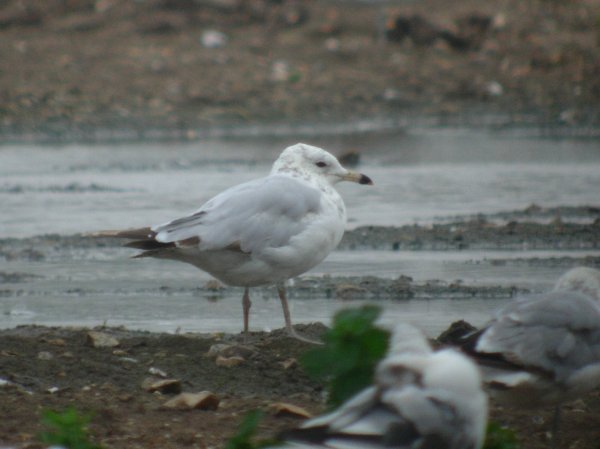 Ring-billed Gull
