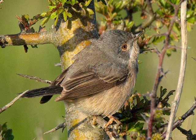 Western Subalpine Warbler