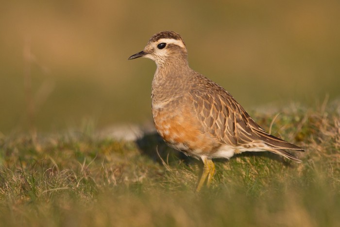 Dotterel