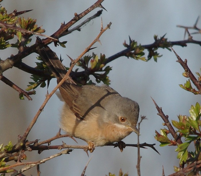 Subalpine Warbler
