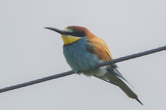 Bee-eater